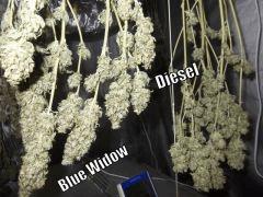 DSCF2286