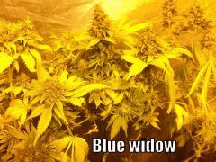 DSCF2159