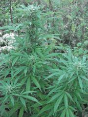 NL#5 x haze