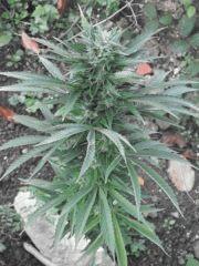 NYCD x PRIMERA DAMA 5