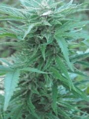 NL#5 x haze
