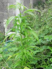 P7300429