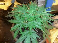 BLACK JACK AUTO CROISS 20+