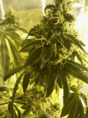 PINNAPLE CHUNK
