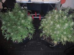 AMNESIA 1 ET GOKUNK FLO 48
