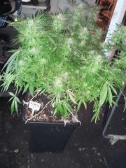 amnesia 1 FLO 48