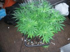 Photo0239