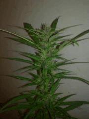 Purple widow
