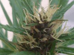 Tête purple Widow