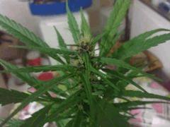 Purple widow