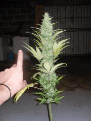NL one bud