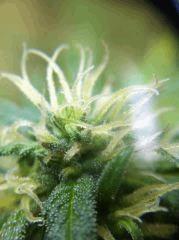 plante n°2
