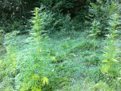 vue d'enssamble en pleine floraison