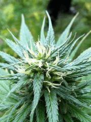 plante n°2