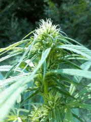 Floraison