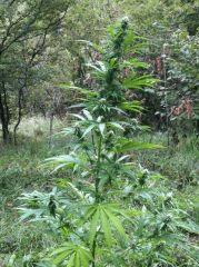 plante n°4