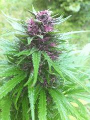 plante n°1