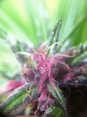 plante n°1