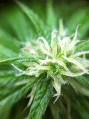 plante n°3