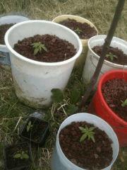 changement de pot