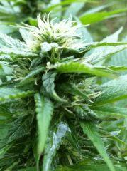 plante n°3