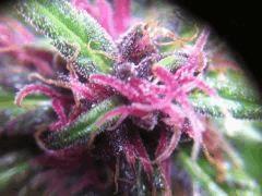plante n°1