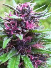 plante n°1