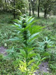 plante n°3