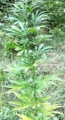 plante n°2