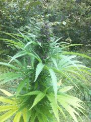 plante n°1