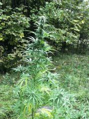 plante n°4