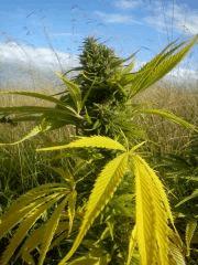 INDIANA X-SKUNK