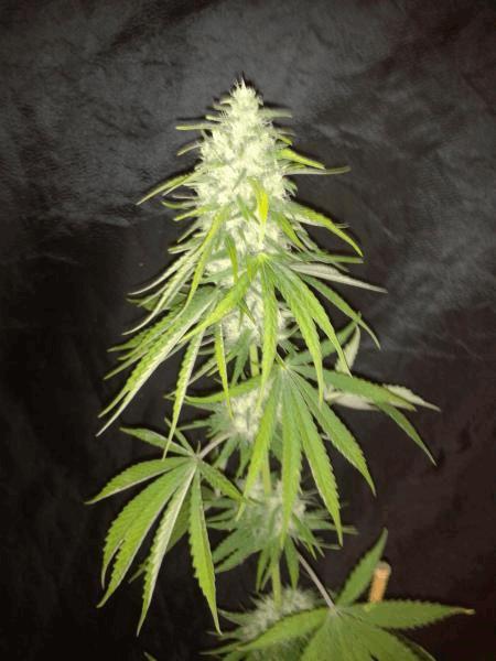 gallery_731869_1104_17568.jpg