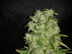 Lemon kush Fs F+53 Détail