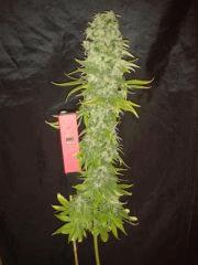 Lemon kush Fs F+53