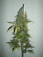 C99 Xline Female seeds