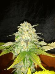 Skunk Special Fs