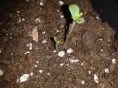 C99 1seed 2plantounes