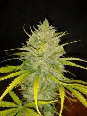 C99 Female Seeds