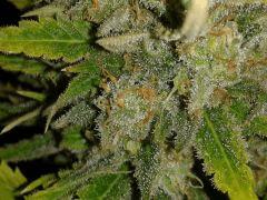 Macro C99