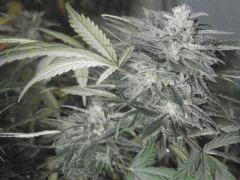 amnésia Cut 3
