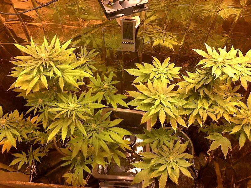 best of whyte skunk 200eco 400hps