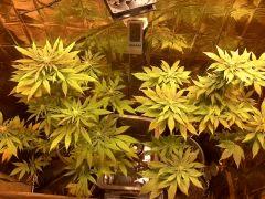 best of whyte skunk 200eco 400hps