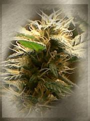 skunk1