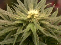 whyte skunk