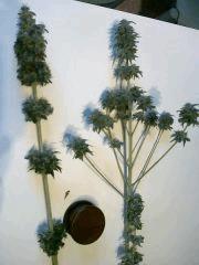 recolte 200 eco (skunk)
