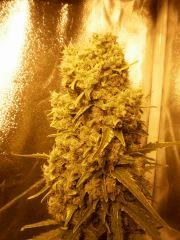hashplant