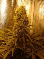 hashplant