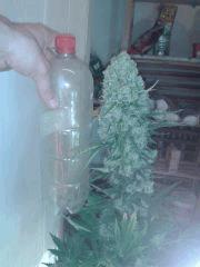 Hashplant