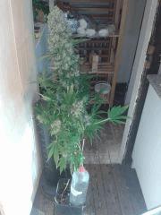 Hashplant